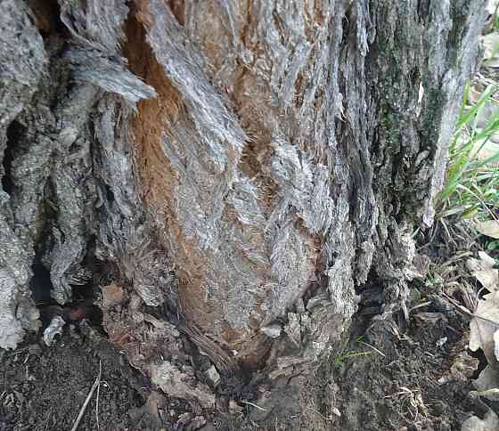 Просто "Нихтось", не курит ->> Донецк