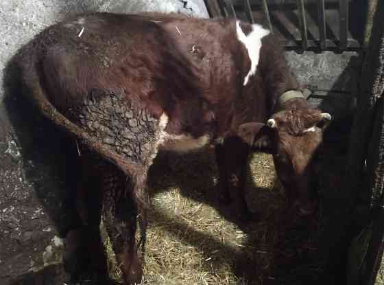 Продам телку на корову Донецк