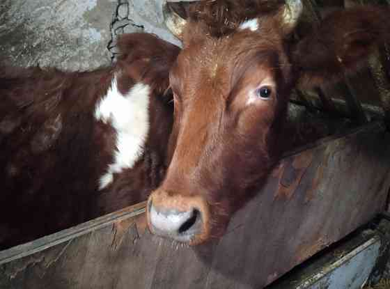 Продам телку на корову Донецк