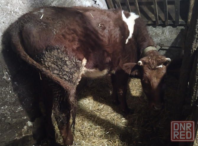 Продам телку на корову Донецк - изображение 2