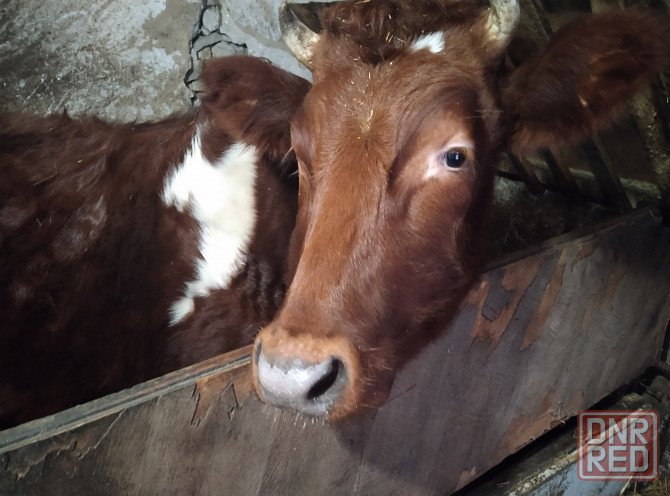 Продам телку на корову Донецк - изображение 1