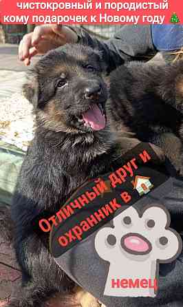 2,5 месяца щенок немецкая овчарка! Девочка Донецк