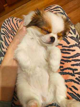 Японский хин, щенок Макеевка