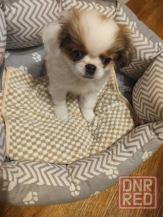 Японский хин, щенок Макеевка - изображение 5