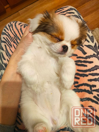 Японский хин, щенок Макеевка - изображение 3