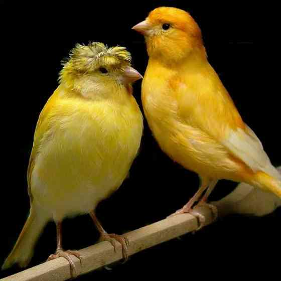 Канареки Донецк