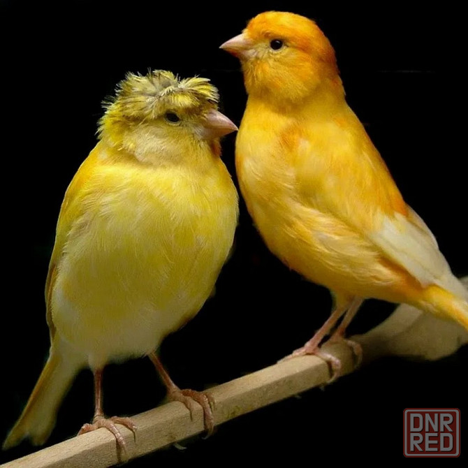 Канареки Донецк - изображение 1