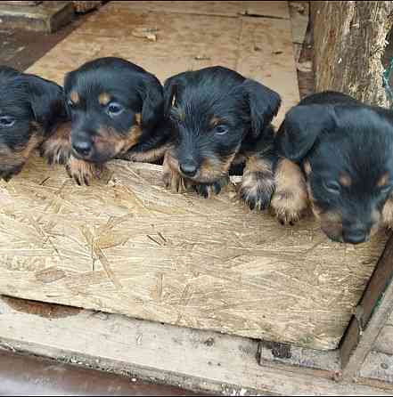 Продаются щенки ягдтерьера Донецк