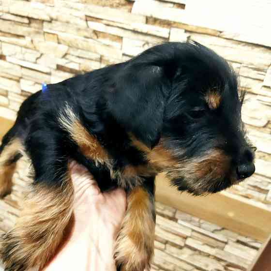 Продаются щенки ягдтерьера Донецк