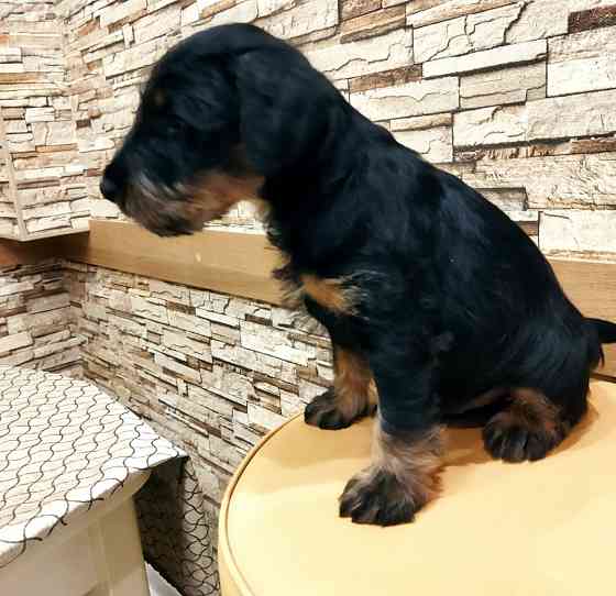 Продаются щенки ягдтерьера Донецк