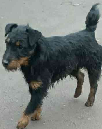 Продаются щенки ягдтерьера Донецк