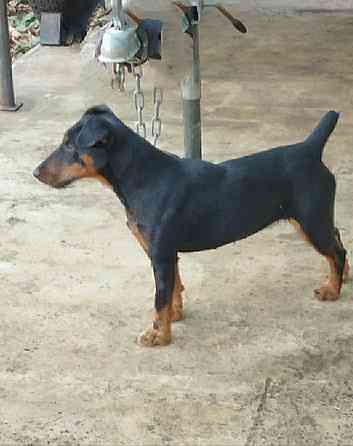 Продаются щенки ягдтерьера Донецк