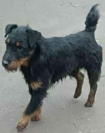 Продаются щенки ягдтерьера Донецк