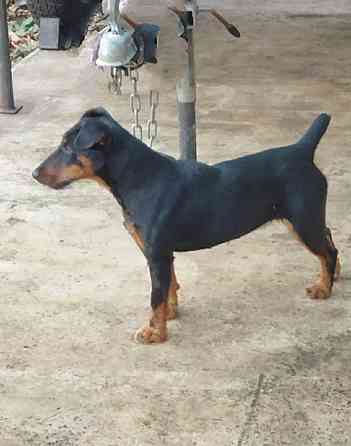 Продаются щенки ягдтерьера Донецк