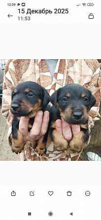 Продаются щенки ягдтерьера Донецк