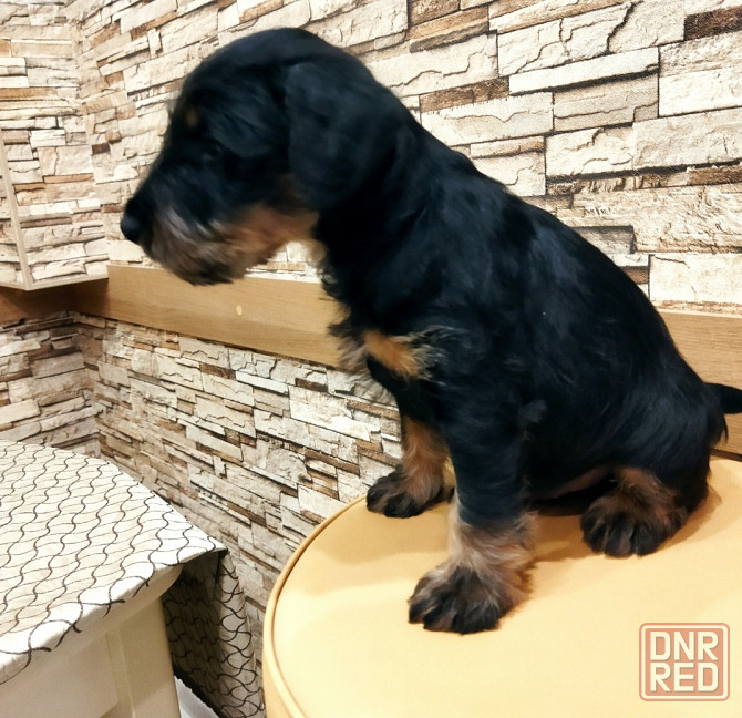 Продаются щенки ягдтерьера Донецк - изображение 1