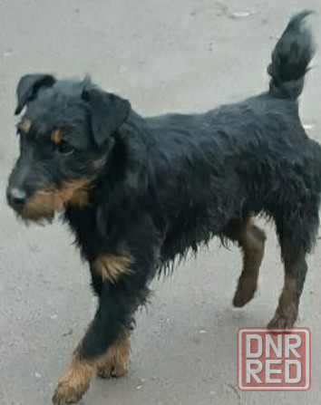 Продаются щенки ягдтерьера Донецк - изображение 4