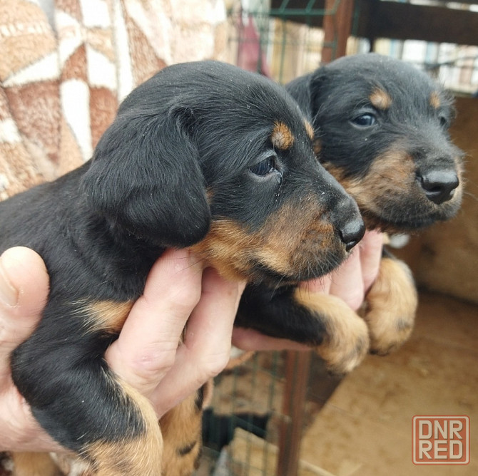 Продаются щенки ягдтерьера Донецк - изображение 1