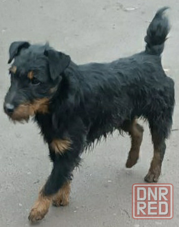 Продаются щенки ягдтерьера Донецк - изображение 4