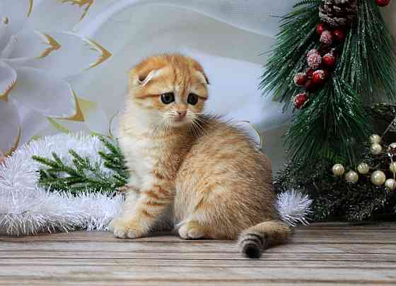 Девочка - скотиш фолд Макеевка