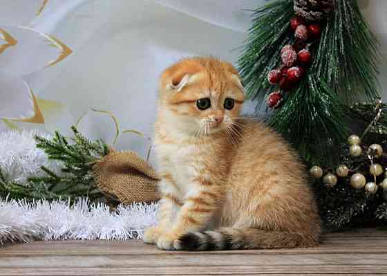 Девочка - скотиш фолд Макеевка