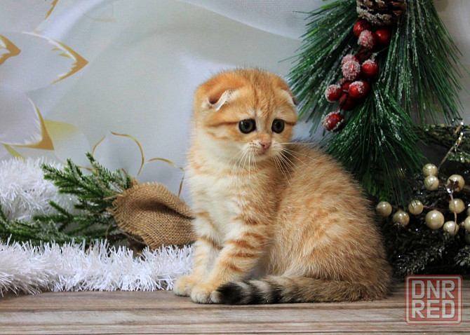 Девочка - скотиш фолд Макеевка - изображение 3