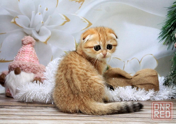 Девочка - скотиш фолд Макеевка - изображение 4