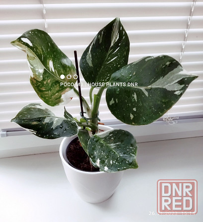 Филодендрон 1. Phil. White Wizard Макеевка - изображение 1