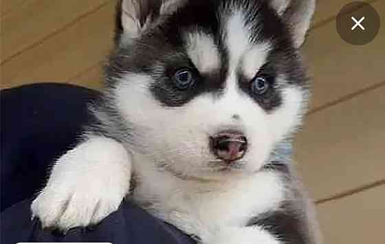 Щенок Хаски Донецк