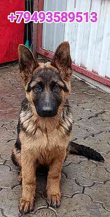 Щенки немчики Донецк