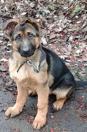 Щенки немчики Донецк