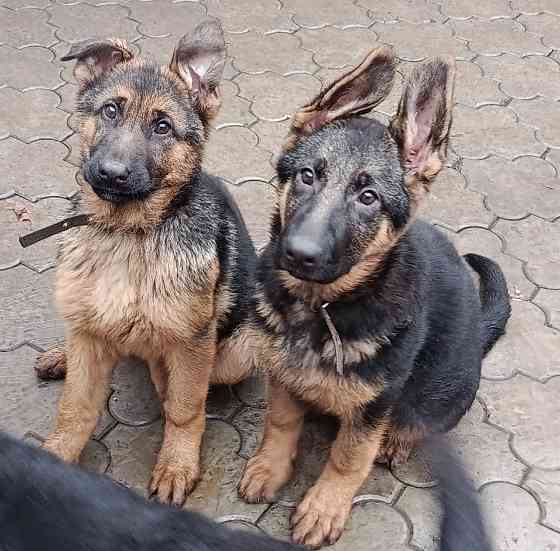 Щенки немчики Донецк