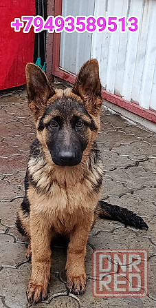 Щенки немчики Донецк - изображение 1