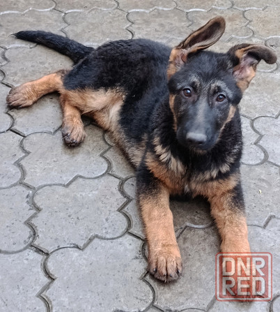 Щенки немчики Донецк - изображение 6