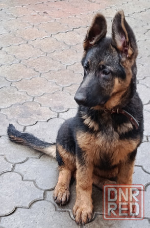 Щенки немчики Донецк - изображение 7