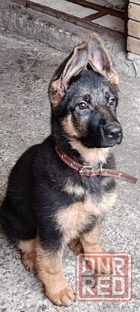 Щенки немчики Донецк - изображение 3