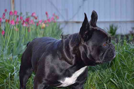 Щенок французского бульдога Донецк