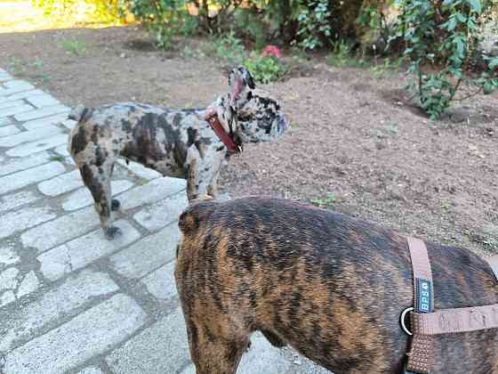 Щенок французского бульдога Донецк