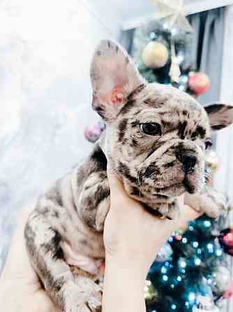 Щенок французского бульдога Донецк