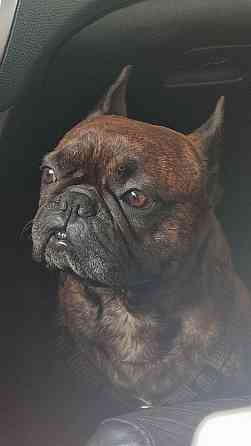 Щенок французского бульдога Донецк