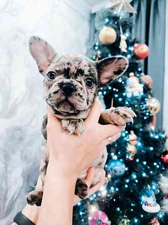 Щенок французского бульдога Донецк