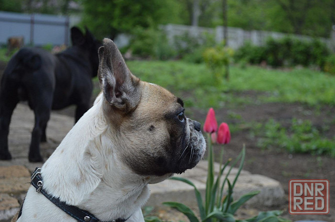 Щенок французского бульдога Донецк - изображение 7