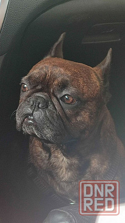 Щенок французского бульдога Донецк - изображение 5