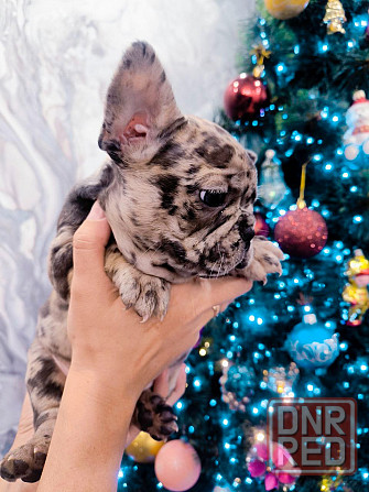 Щенок французского бульдога Донецк - изображение 3