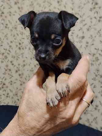 Животные Донецк