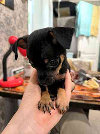 Животные Донецк