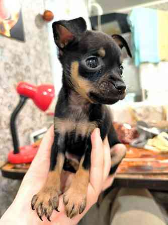 Животные Донецк