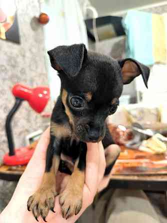 Животные Донецк