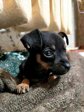 Животные Донецк