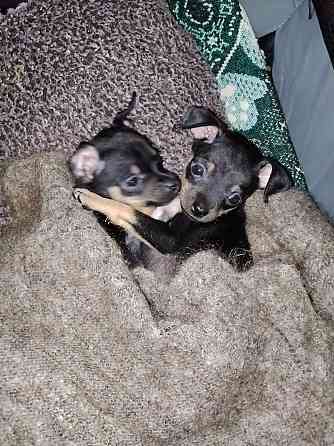 Животные Донецк